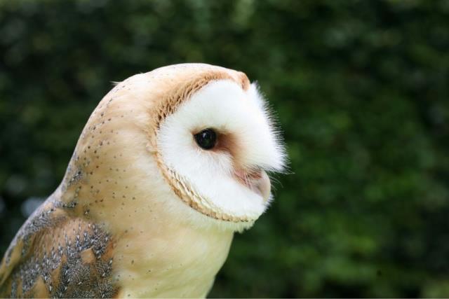 Barn Owl (Tyto Alba) - Detail - Biodiversity Maps